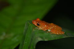 Nyctixalus pictus