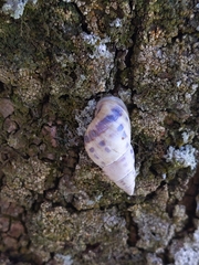 Drymaeus interpunctus