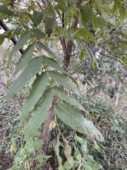 Juglans major