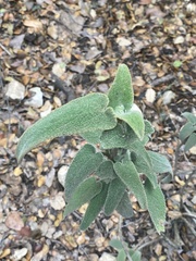 Phlomis viscosa
