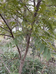 Juglans major