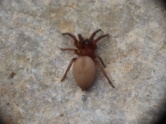 Poecilochroa poonaensis