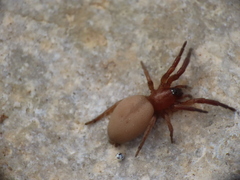 Poecilochroa poonaensis