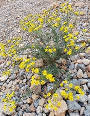 Senecio nevadensis malacitanus