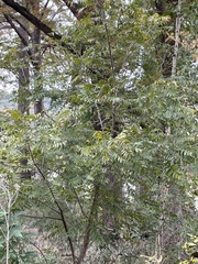Juglans major