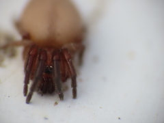 Poecilochroa poonaensis