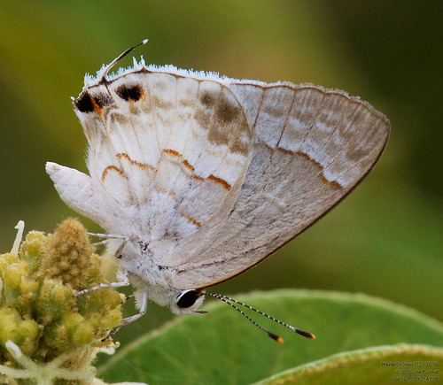 White Scrub-Hairstreak photo 2