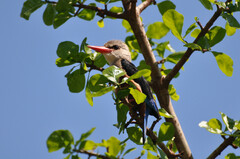 Halcyon leucocephala
