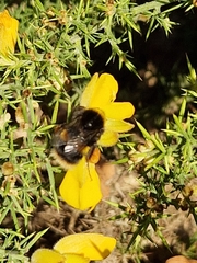 Bombus terrestris