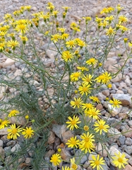 Senecio nevadensis malacitanus