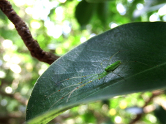 Tetragnatha squamata