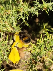Bombus terrestris