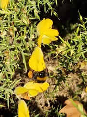 Bombus terrestris
