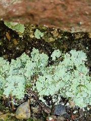 Lepraria finkii
