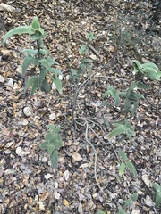 Phlomis viscosa