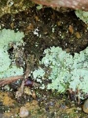 Lepraria finkii