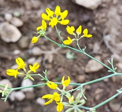 Coronilla juncea