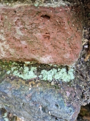 Lepraria finkii