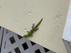 Phelsuma laticauda laticauda