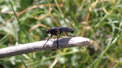 Dasypogon