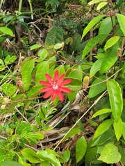 Passiflora glandulosa