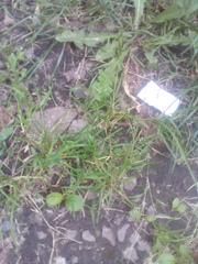 Poa annua