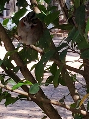 Zonotrichia capensis