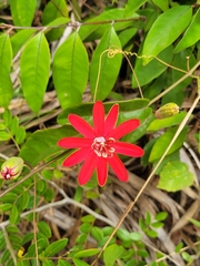 Passiflora glandulosa