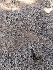 Zonotrichia capensis