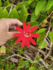 Passiflora glandulosa