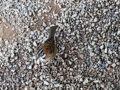 Zonotrichia capensis