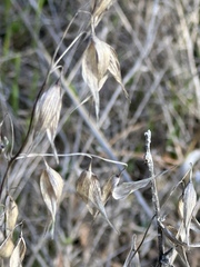 Avena fatua
