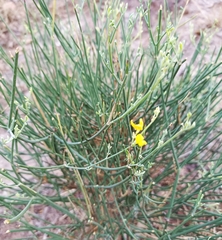 Coronilla juncea
