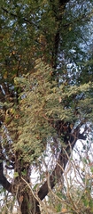 Vachellia nilotica