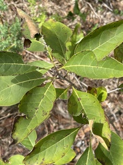 Chionanthus virginicus