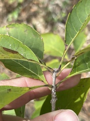 Chionanthus virginicus