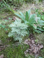 Image of Artemisia thuscula