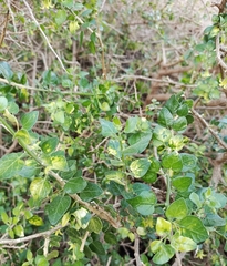 Withania frutescens
