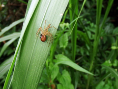 Hamadruas hieroglyphica