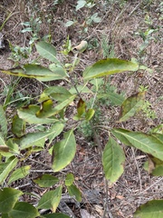 Chionanthus virginicus