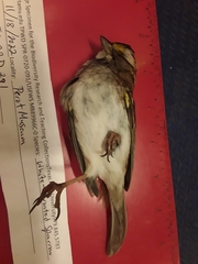 Zonotrichia albicollis