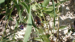 Dasypogon