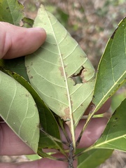 Chionanthus virginicus