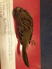 Zonotrichia albicollis