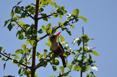 Halcyon leucocephala