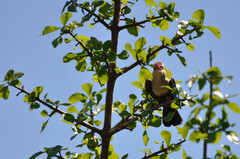 Halcyon leucocephala