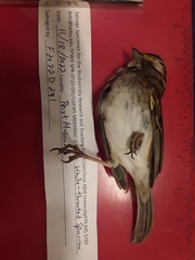 Zonotrichia albicollis