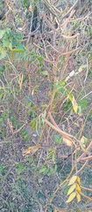 Image of Cassia occidentalis