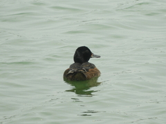 Heteronetta atricapilla