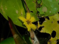 Nymphoides thunbergiana